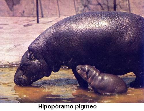 Hipopótamo pigmeo.jpg